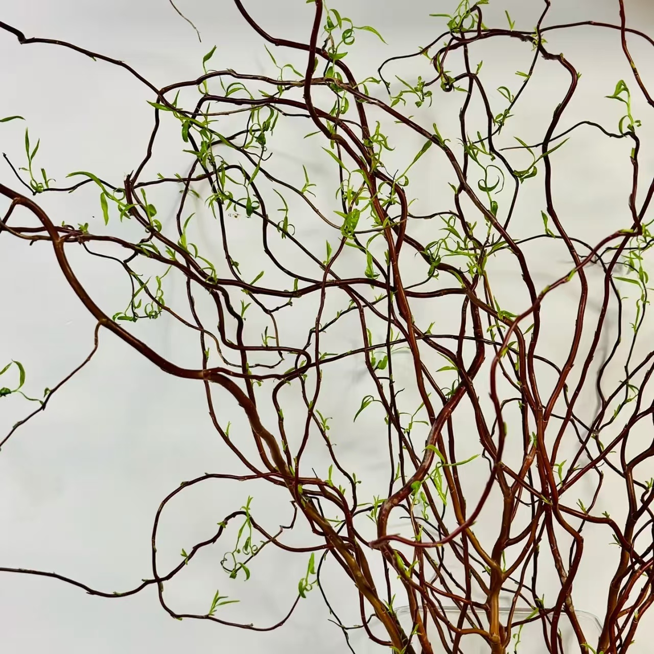 10枝龙柳 长度90-100cm    (两单发顺丰或京东快递)