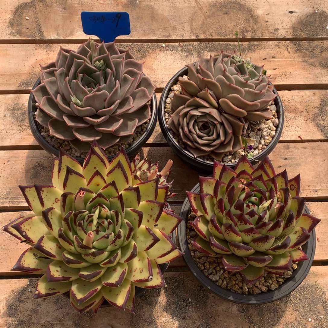 旭**景东云组拍0304-29