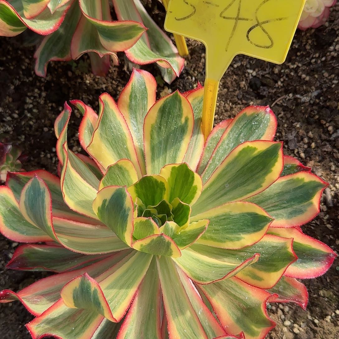 3-48---多头多肉植物