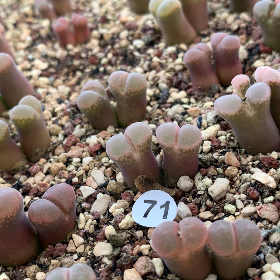 71号粉风铃母本一颗 双头