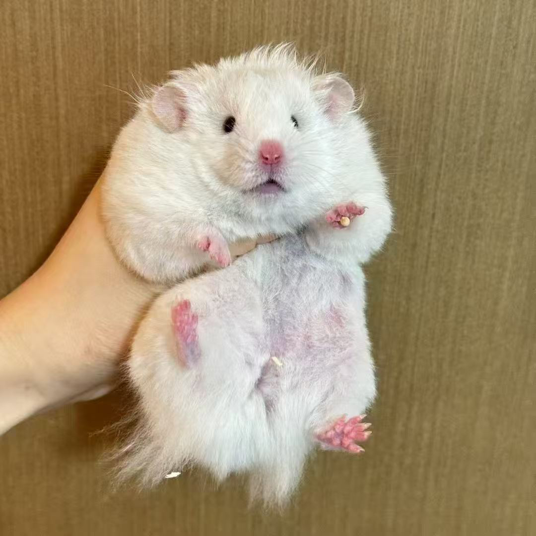 公，家养金丝熊波利