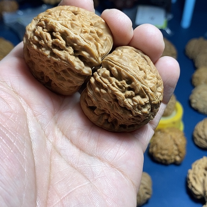 文玩核桃把件远***事43尺，白狮子