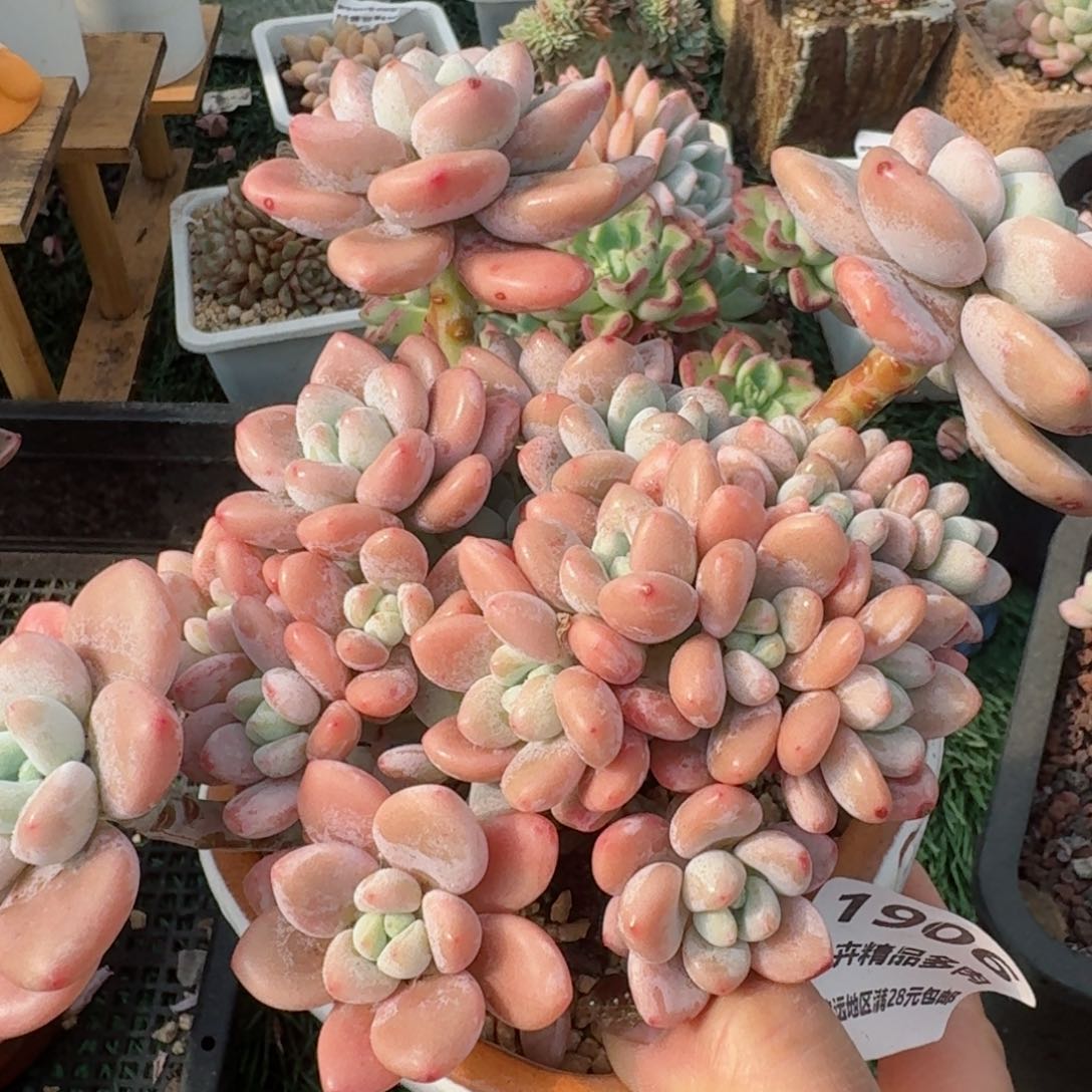 1906一物一拍（满28包邮）