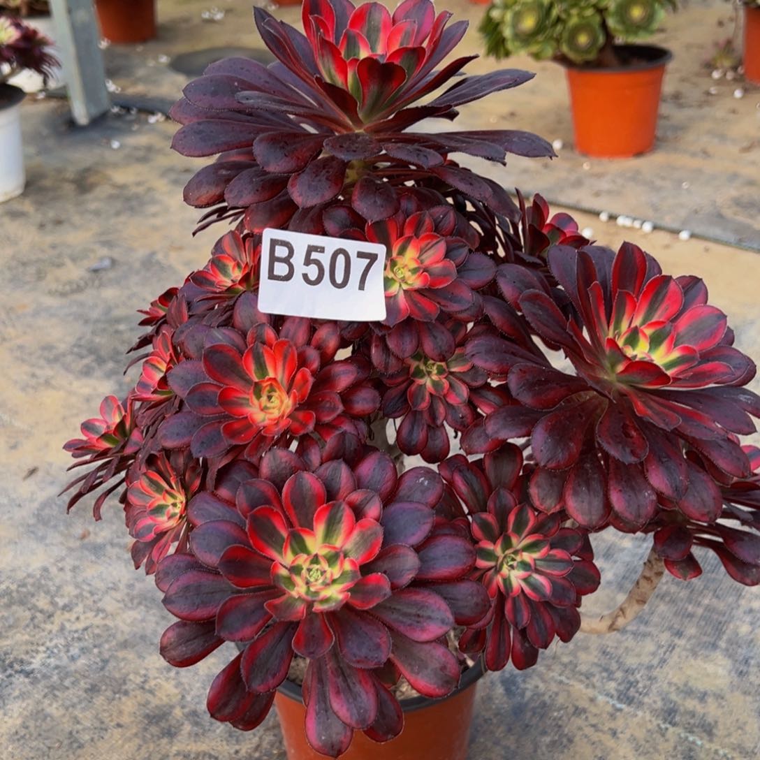 法师香奈多肉507