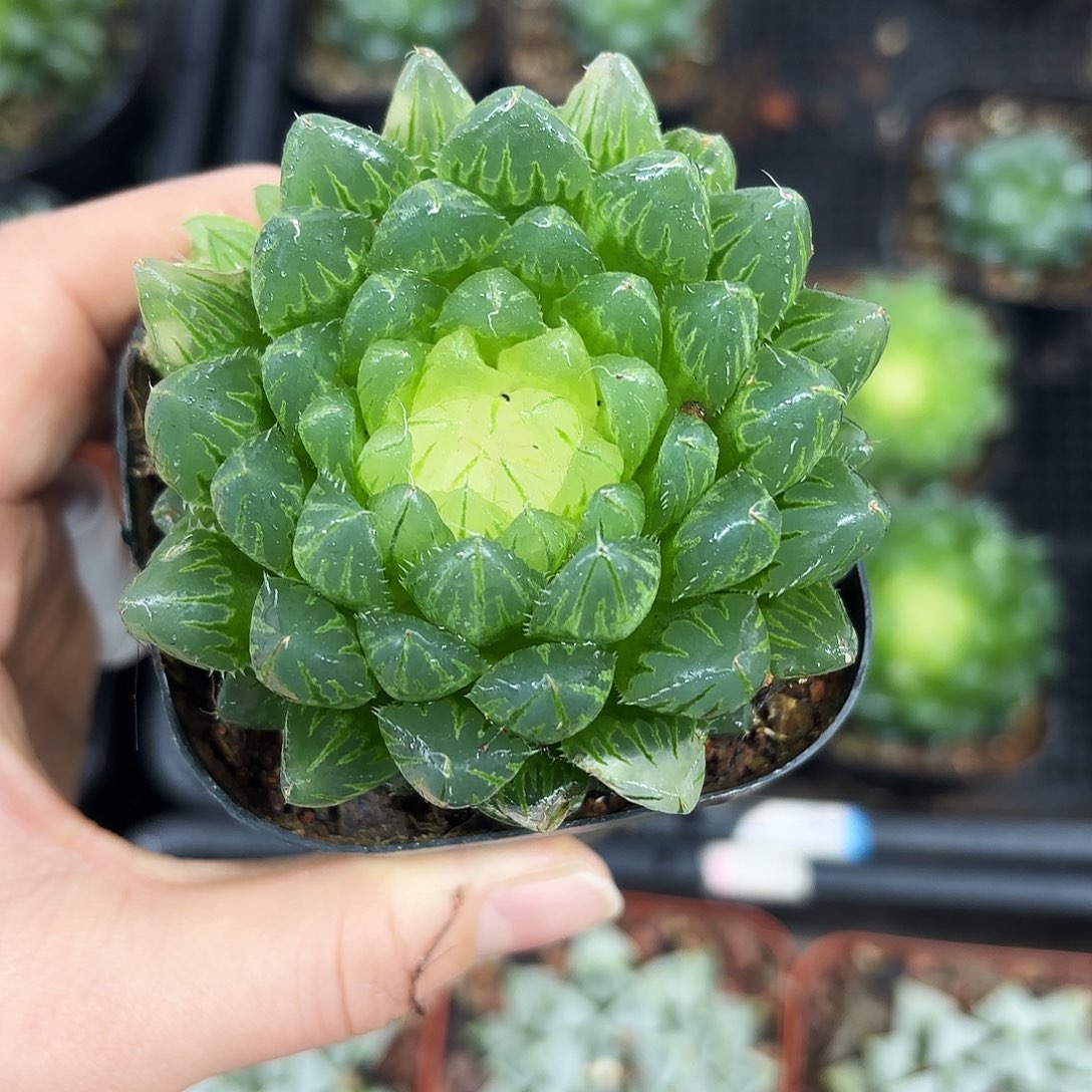 宝莲灯多肉植物666