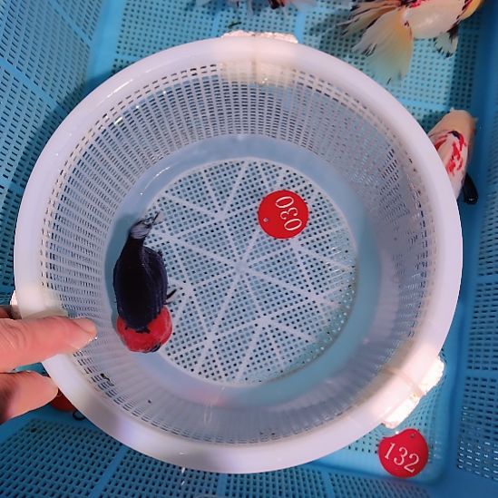 *****金鱼030兰寿一条特价顺丰包邮