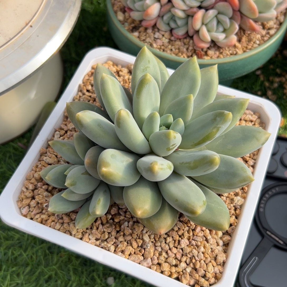 张****哥，特……单头，带崽……发货，保温