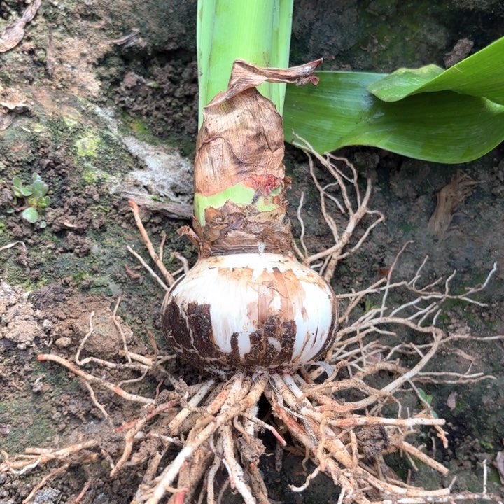 无花朵紫**凉西瓜酒包对版