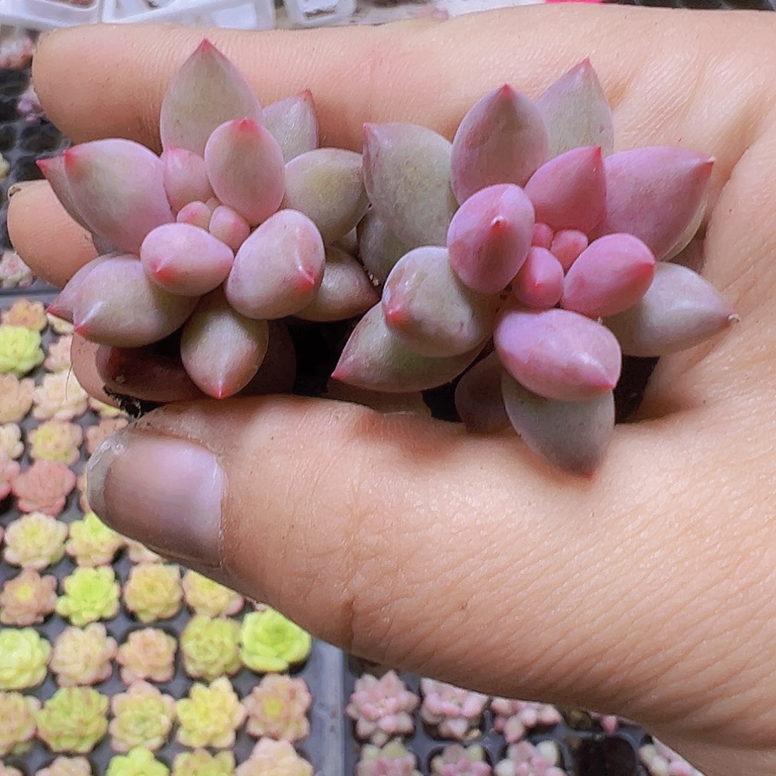 红蜻蜓5个19包邮多肉