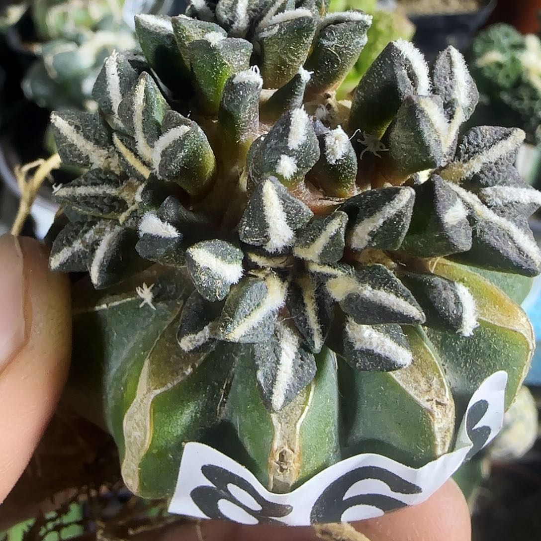 黑牡丹群头上863仙人球