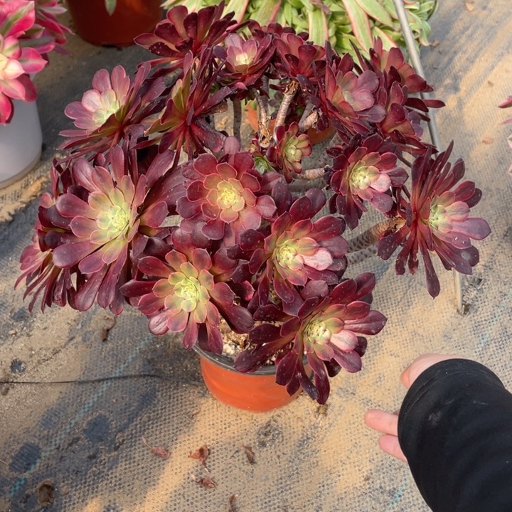 49中班有砍法师多肉断枝不售后