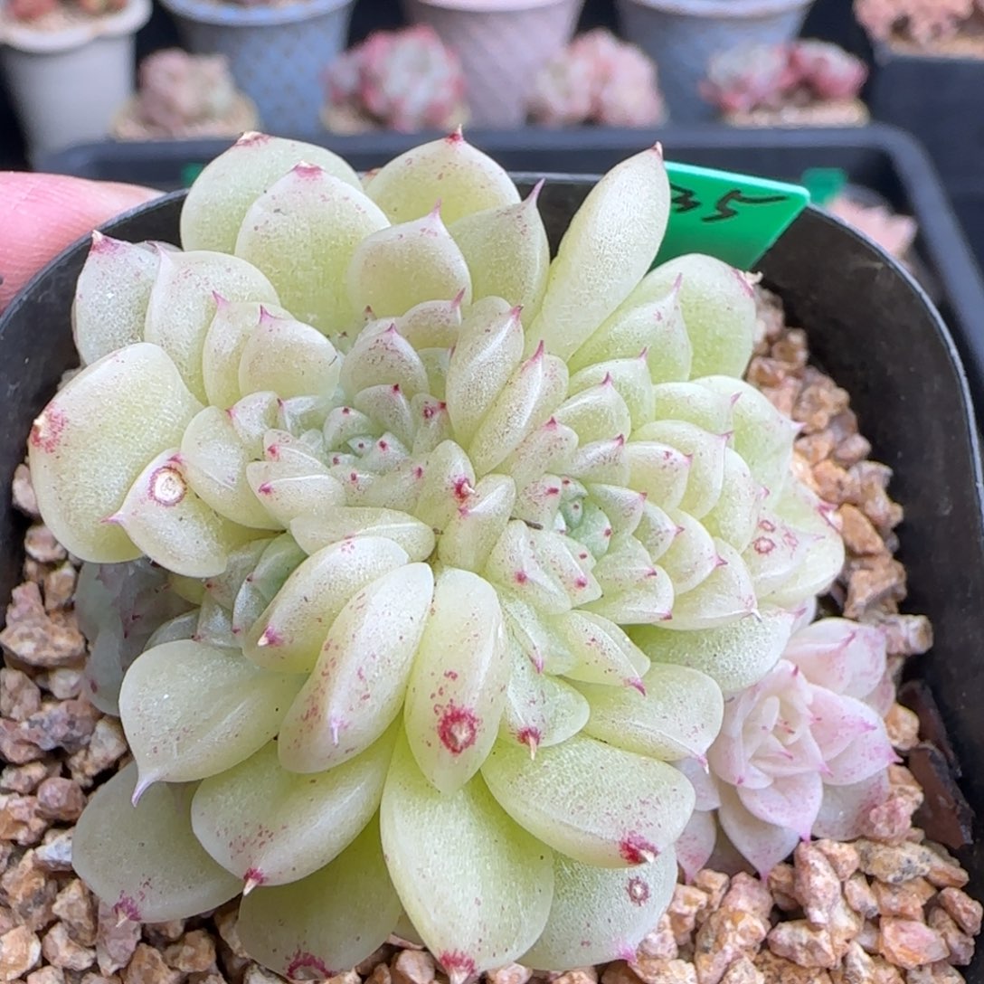 多肉 35   麦秆不包整     6厘米盆   h