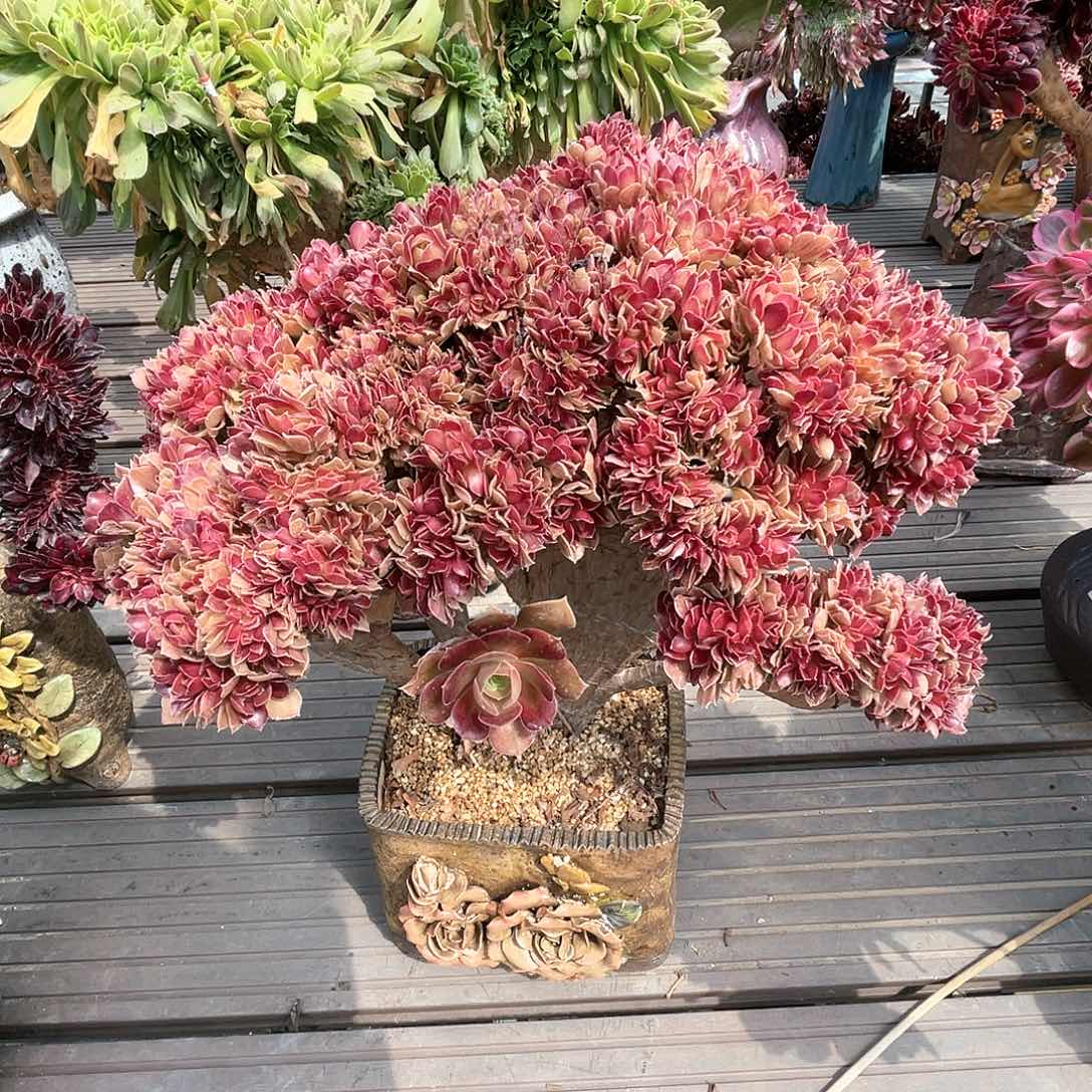 【闪购商品】玫瑰 伤福利