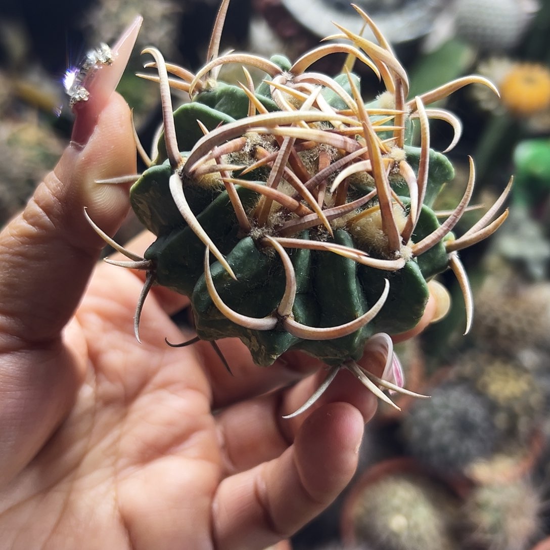 龙剑有根仙人球6666666