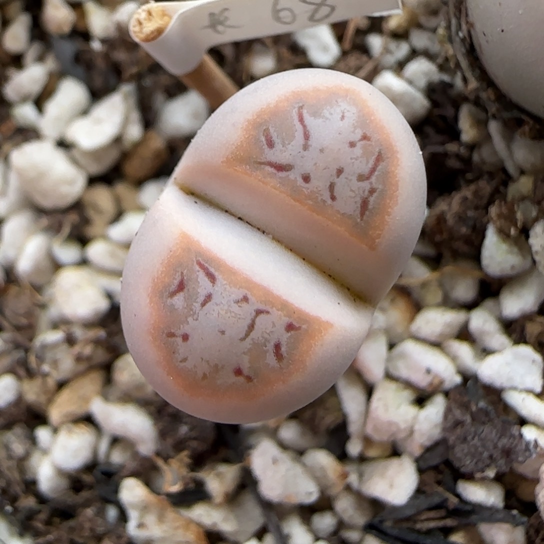 12.13.c216饼干.9044有腿