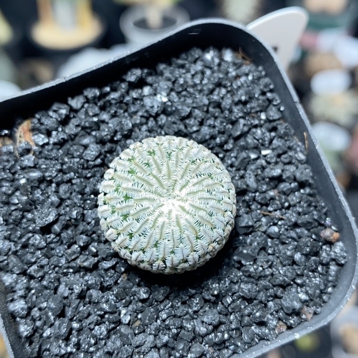 92号实生精巧殿2.3cm