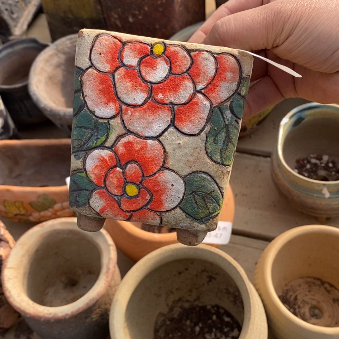 红陶舞*15号多肉盆一个呀