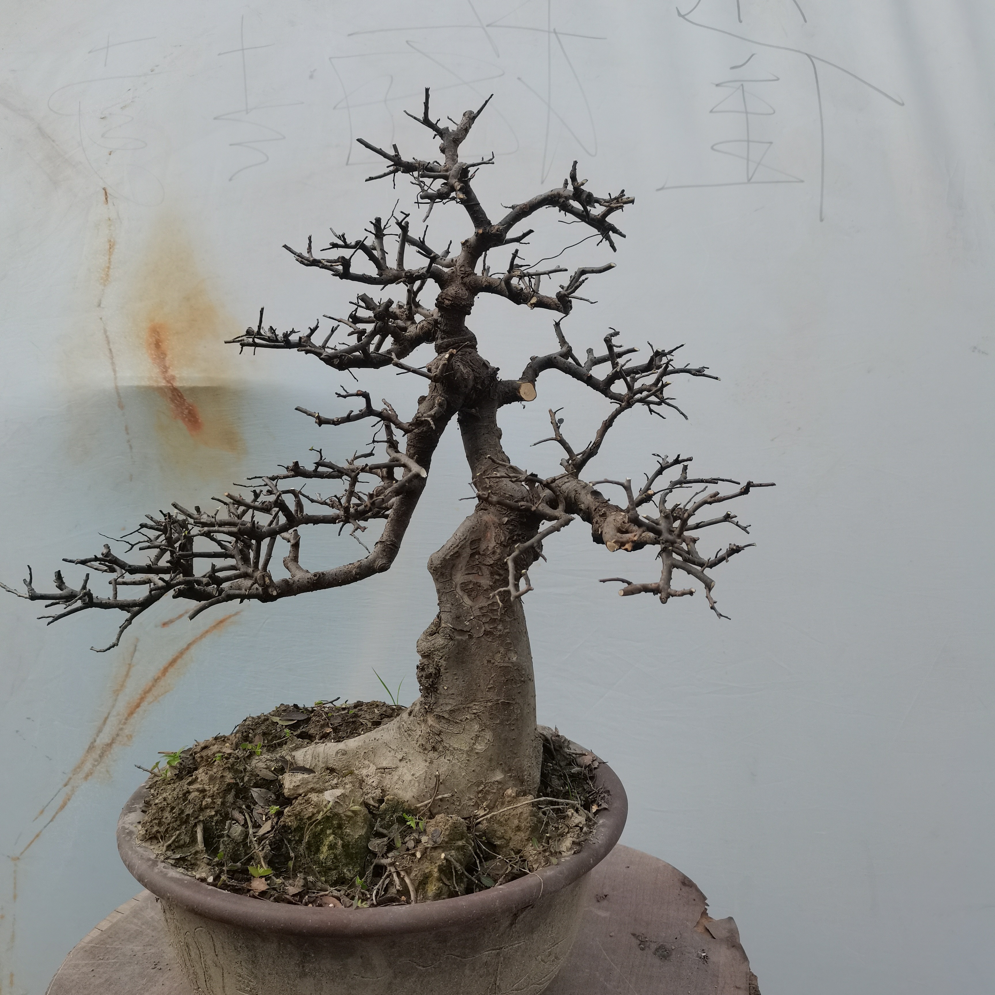 绿植室内室外四季常青好养老桩弯盆栽植物易活造型盆景