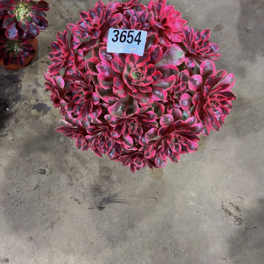 茂***儿无花朵3654女妖111111