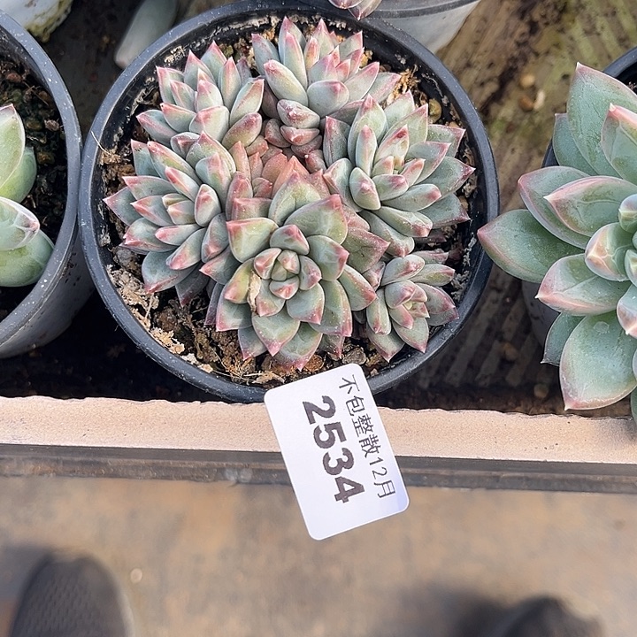 ᴥ****阿雅园艺。      2534