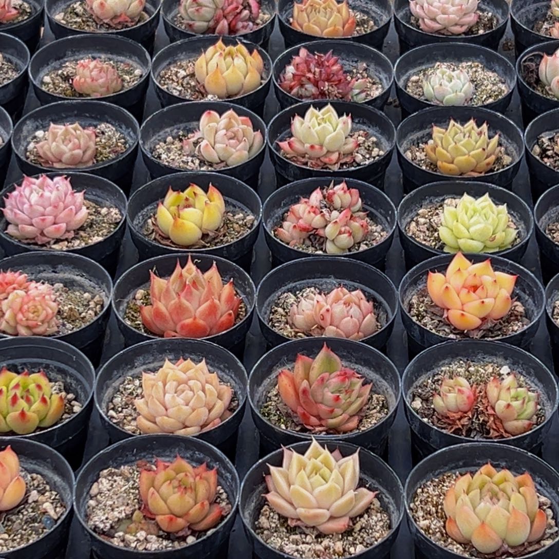 985多肉葡领导人物库资料显示