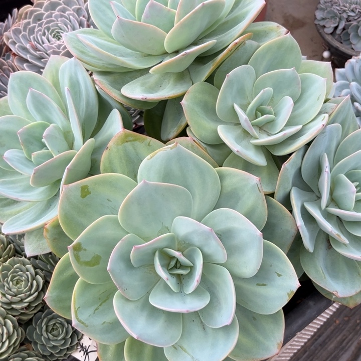 棠颂花卉一物一拍 白凤 小小