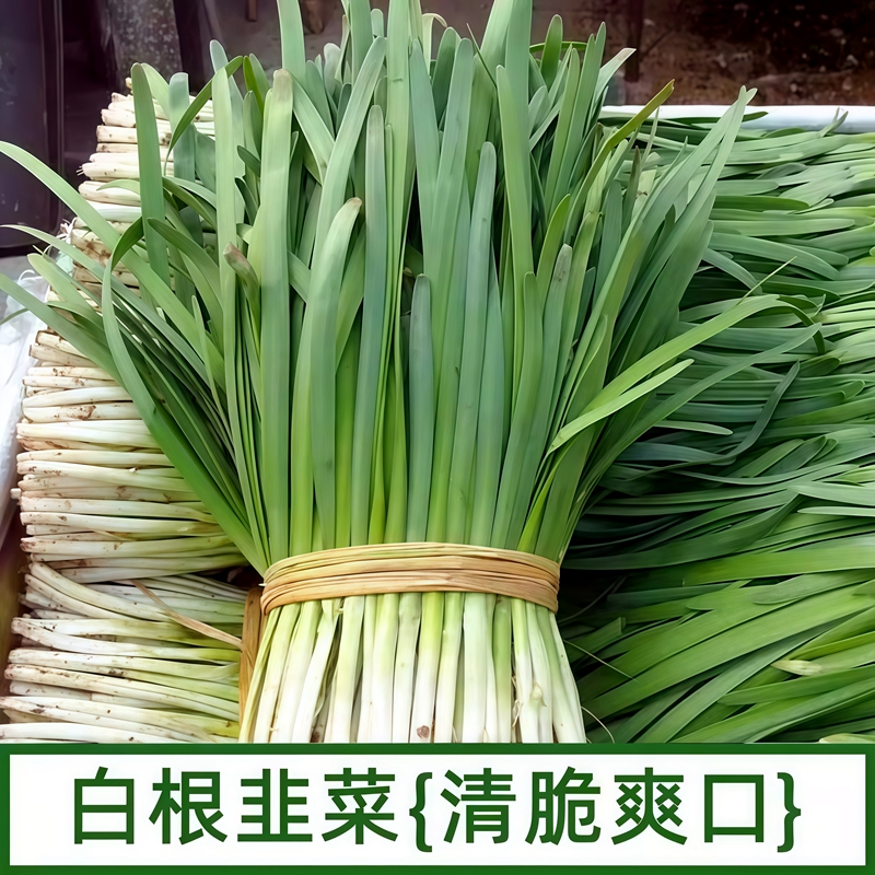 宽叶韭菜根苗四季农家老品种本地韭菜根小叶韭菜根盆栽新韭菜根苗