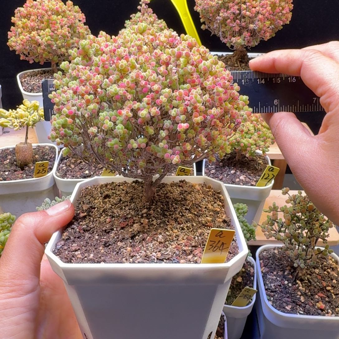 a364号蜜橘冠服11厘米左右