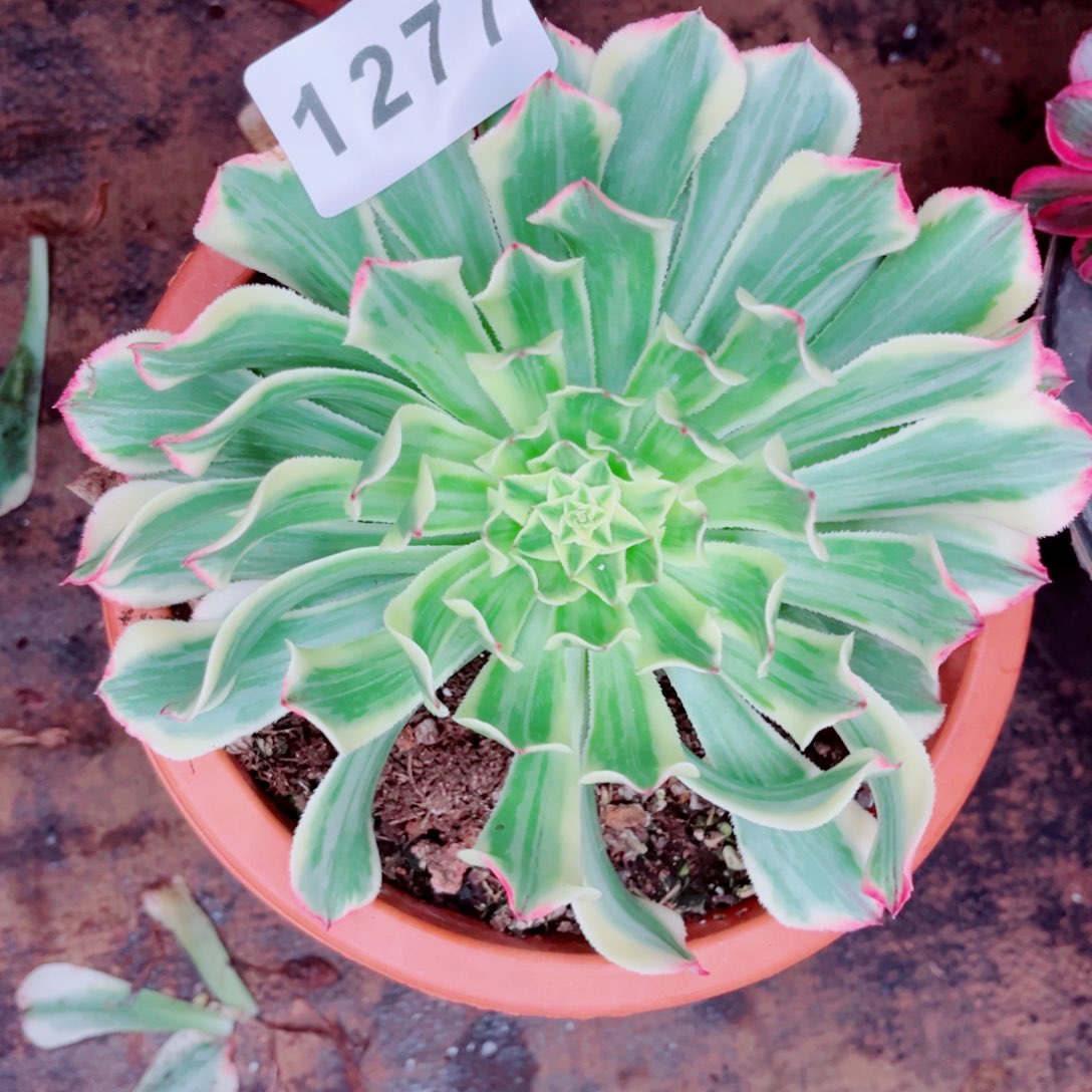 天合白锦特价多肉