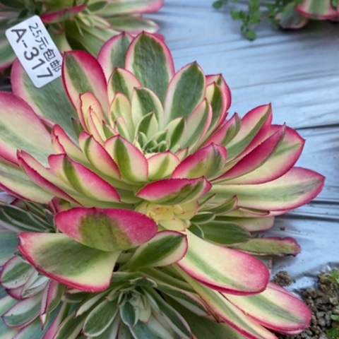 317倾城满25包邮多肉