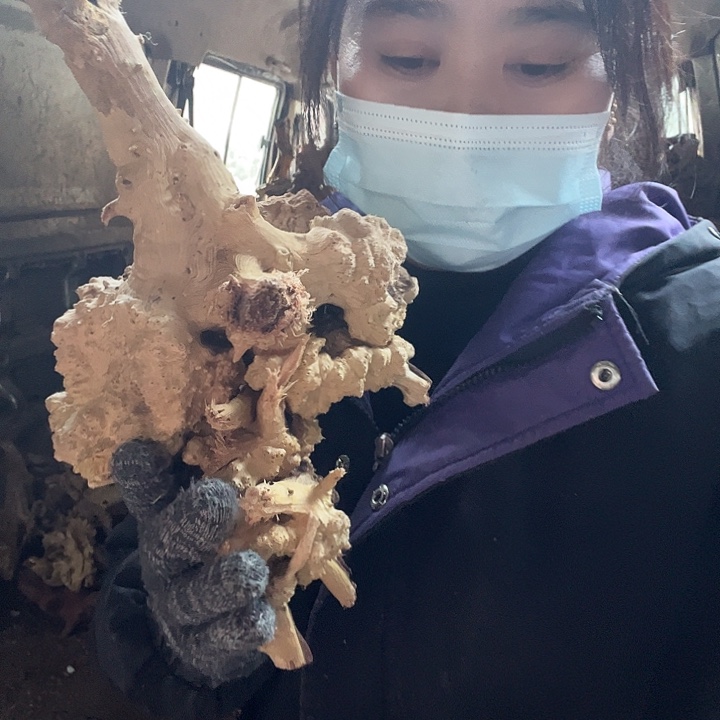 香榧木麻辣拌真的好吃