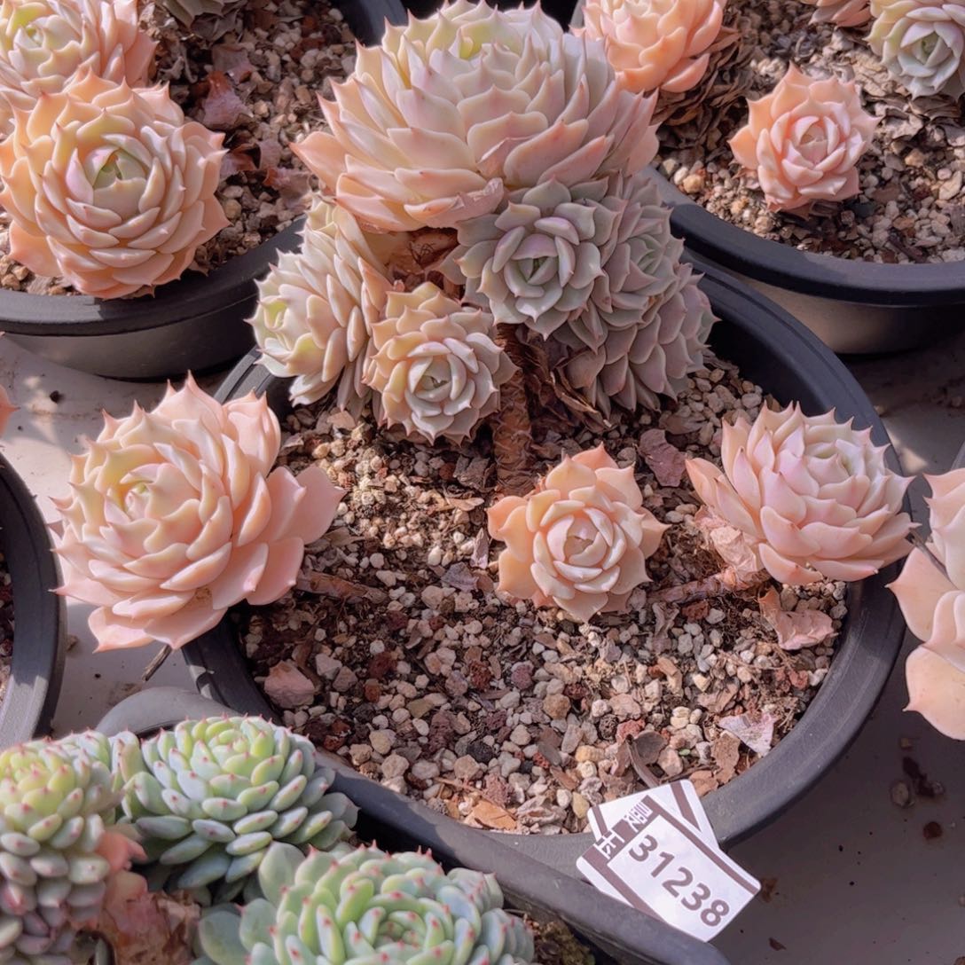 露娜莲不包小损多肉植物31238