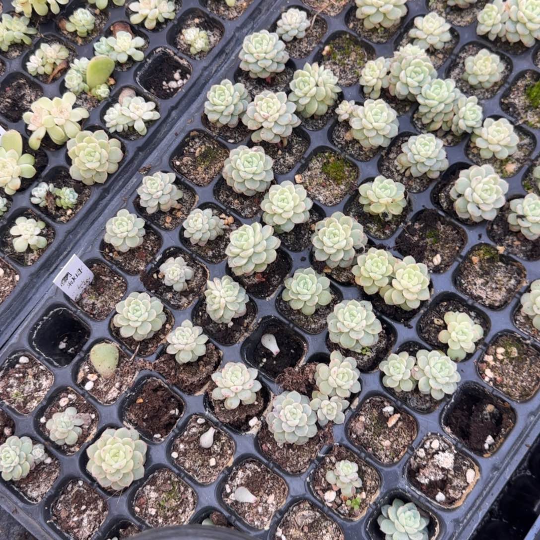 秋月甜心穴2个满25包邮