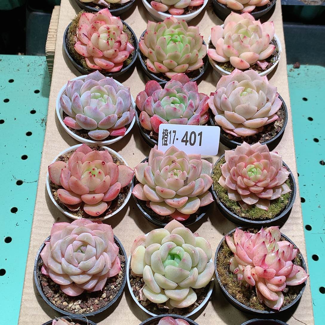 17-401一物一拍带盆18颗