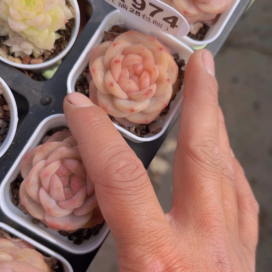 A974糖心一物一拍