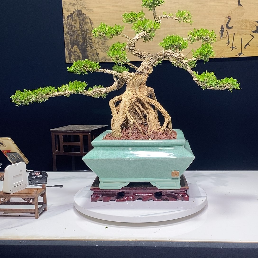 当前无花朵，栽培后可花朵