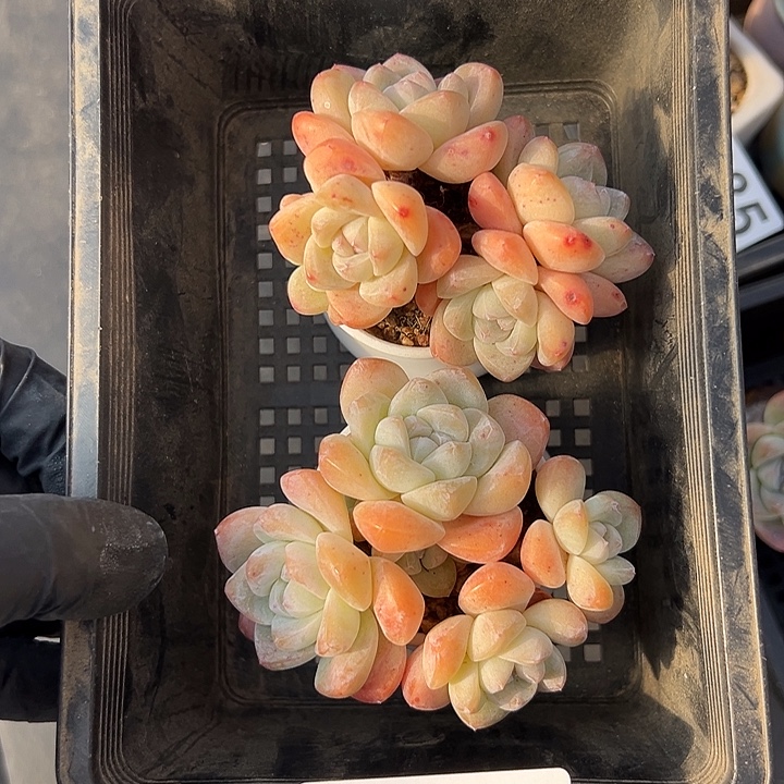 3237，俩个六头冰玉带盆发的