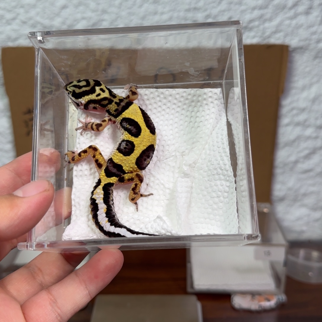 豹纹守宫土匪妹妹