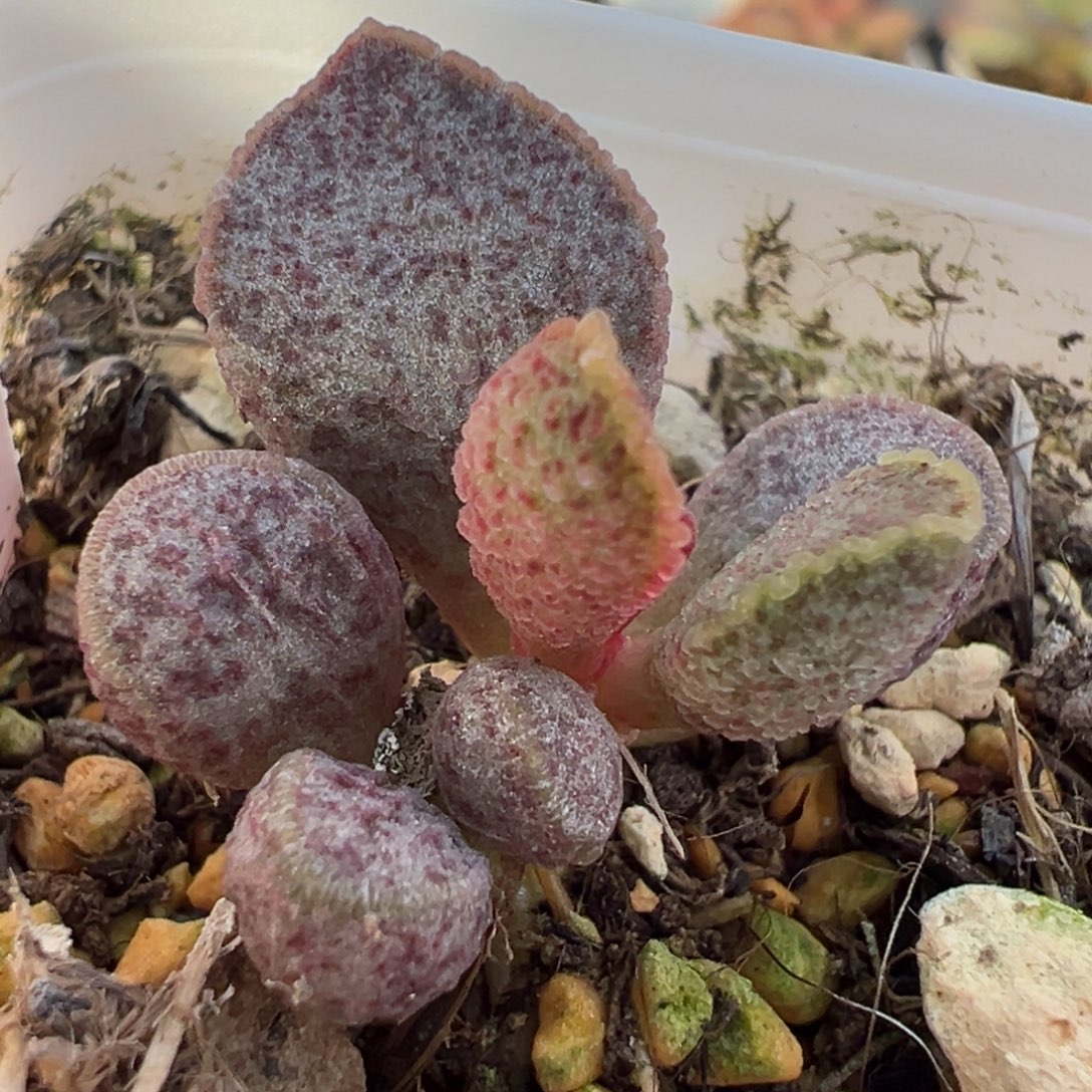 实生新品多肉植物水泡多肉植物