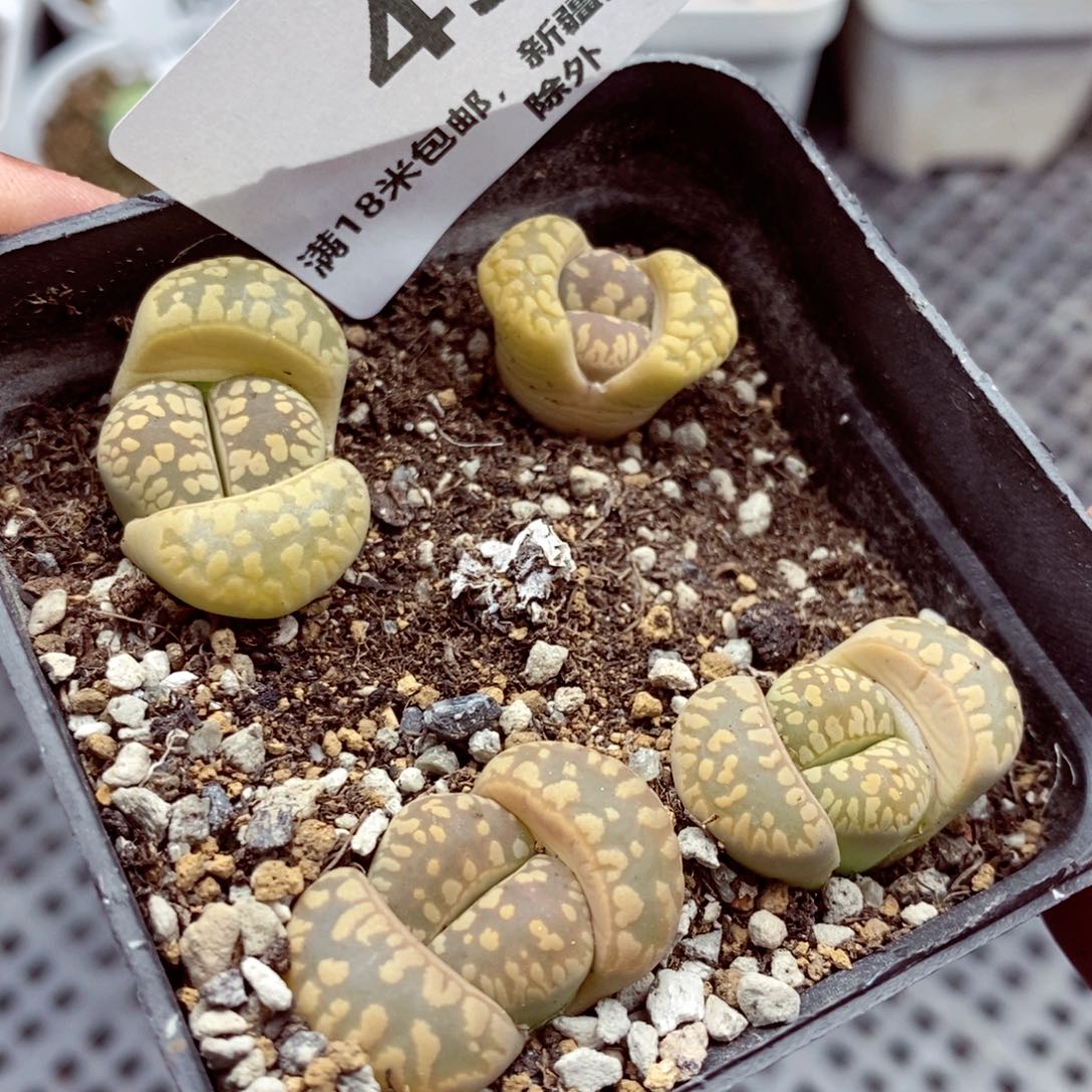 我我的小哥哥小姐姐们都455