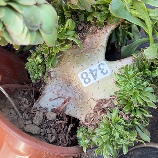 情***哥多肉植物一个妖有伤348