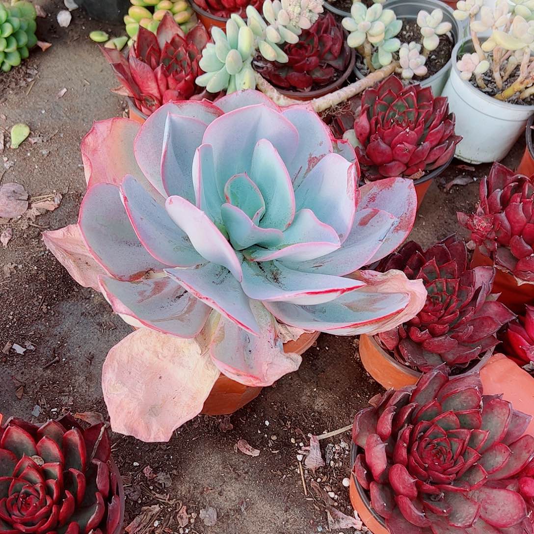 布鲁克林的蓝特大大单头精品