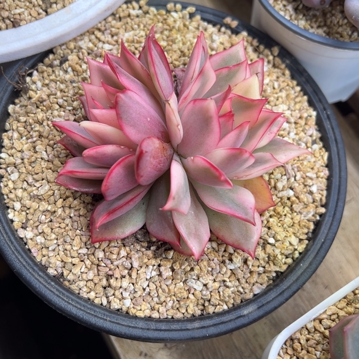 火莲锦 双头 夏鸣园艺