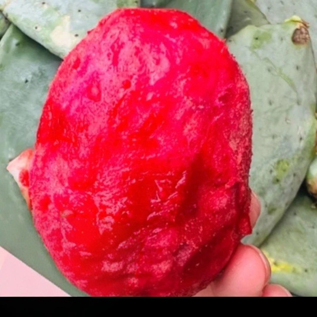 培育新品种大红果仙人掌绿植盆栽开花结果易养耐旱懒人植物