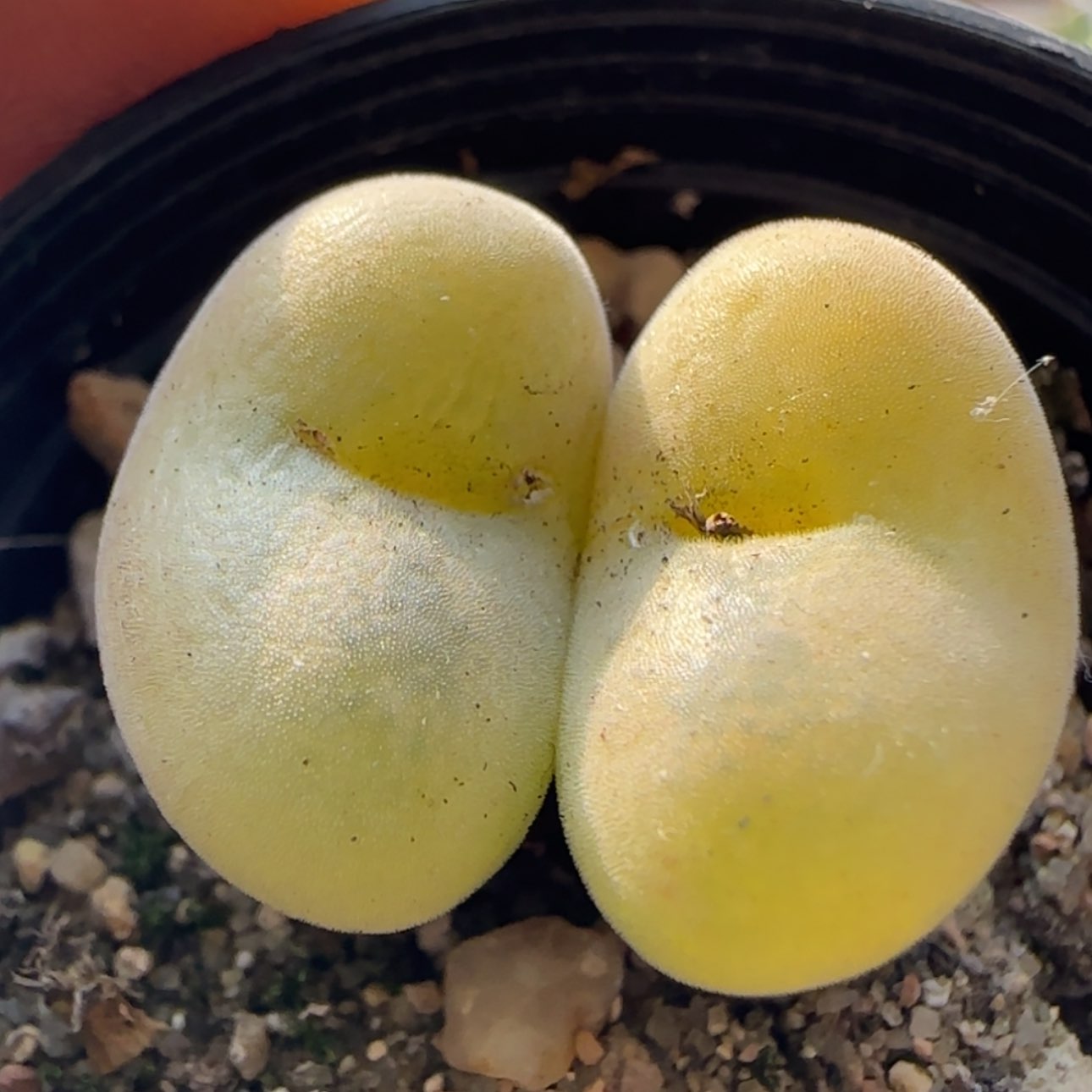 【闪购商品】21713