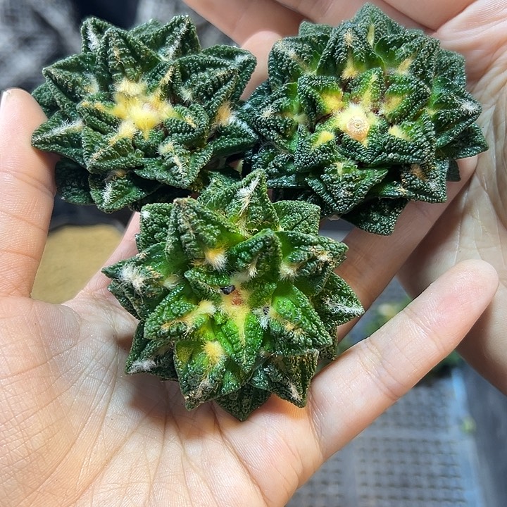 苗接单头辛盾牡丹无根5公分1颗