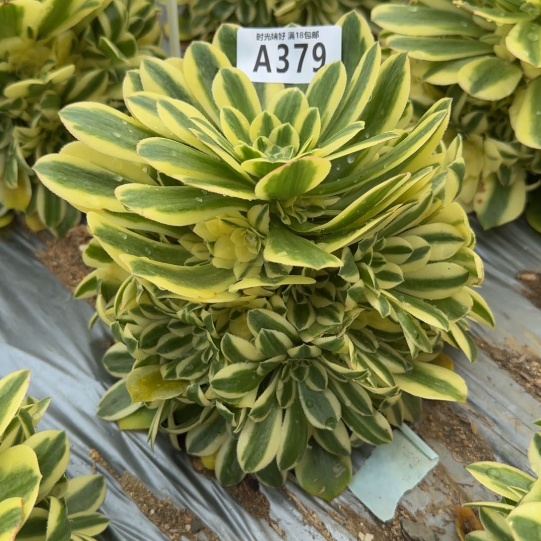 379辛尼亚。多肉植物