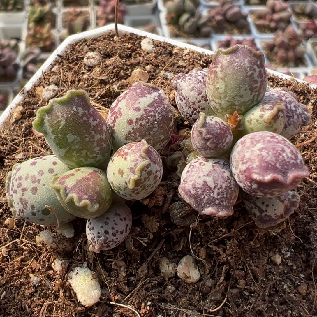 达摩海豹纯木质桩多肉植物