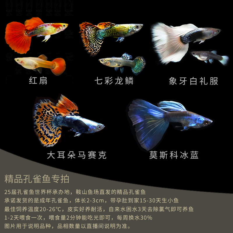 【孔雀鱼精品搭配】2-3cm成年鱼带孕肚15-30天生崽包路损