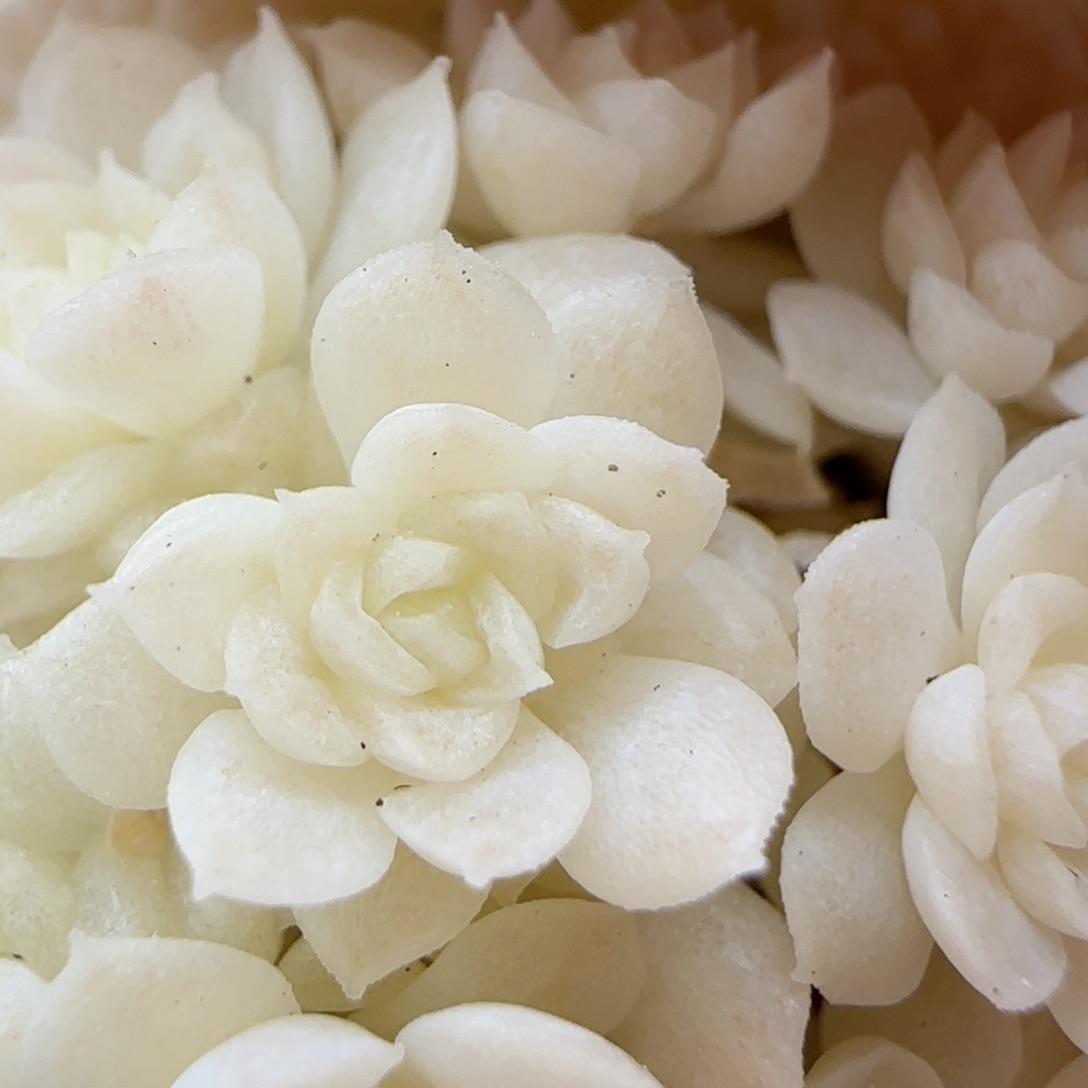 【闪购商品】0216-102花朵优选麦杆